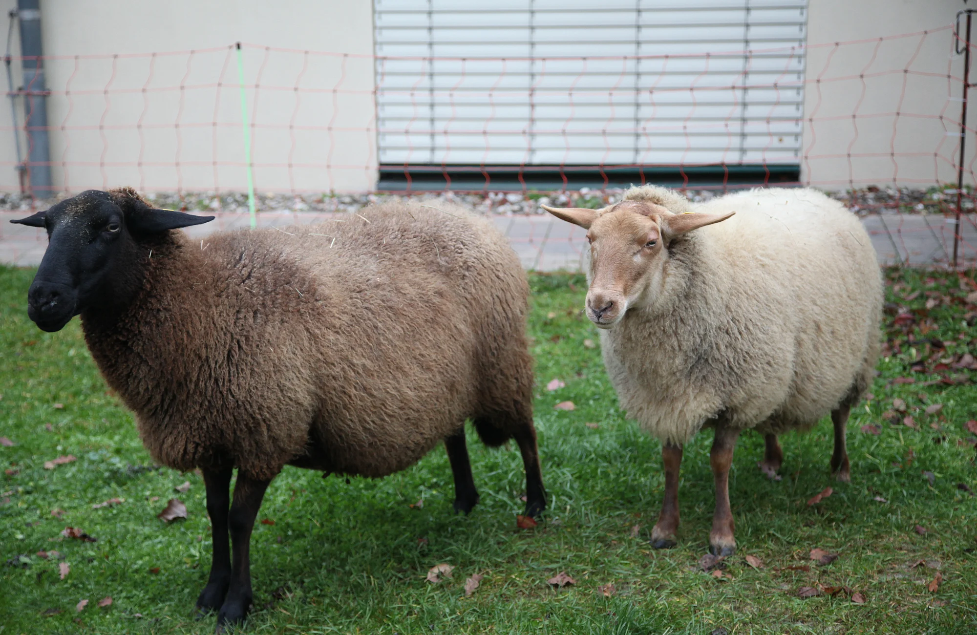 Lebende Schafe der Fam. Lips, Wildensorg