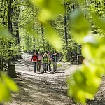 Wanderung im Michaelsberger Wald in Bamberg.
