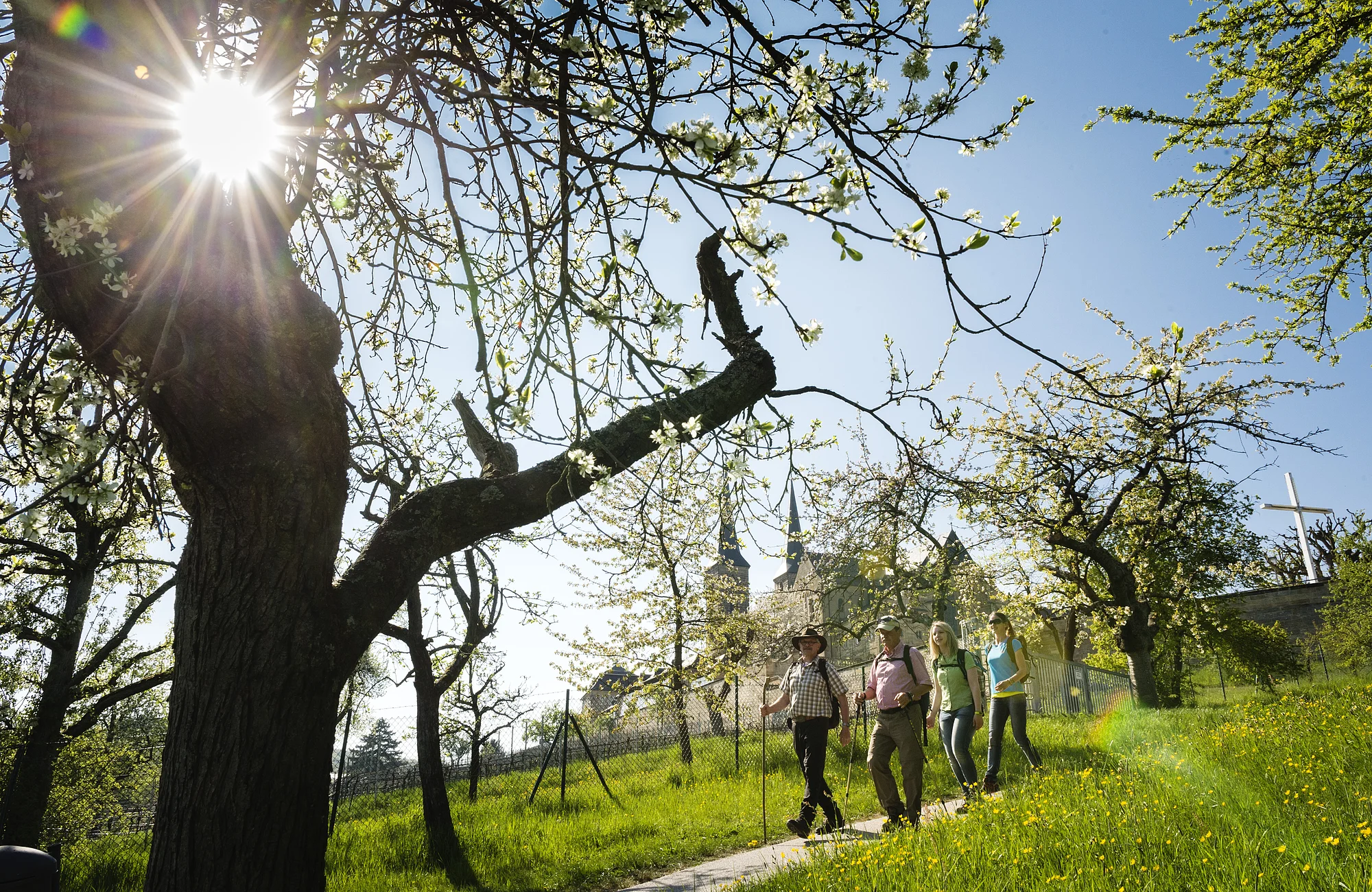 Im Frühling blühen die Obstbäume rund um den Bamberger Michaelsberg. Die perfekte Zeit für eine Wanderung.