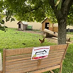 Der Weg führt über den Löhrleinshof, vorbei an Hühnern, Kaninchen und Ziegen – ein besonderes Highlight für Kinder – bis hin zu einem idyllischen, gut begehbaren Weg voller Apfelbäume, die zum Pflücken und Genießen einladen.