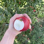 Frisch gepflückte Äpfel direkt vom Baum genießen – das ist ab sofort auf dem ausgeschilderten Probierbaum-Weg in Wotzendorf möglich.