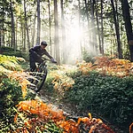 Tour durch den Wald in der Bikeregion Obermain.Jura