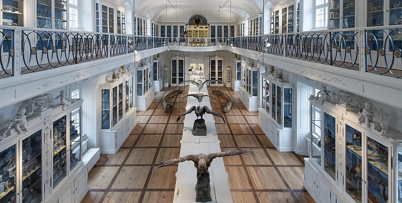Der Vogelsaal im Naturkundemuseum Bamberg