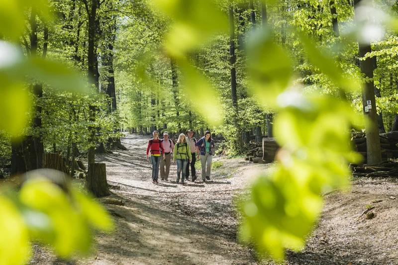 Wanderung im Michaelsberger Wald in Bamberg.