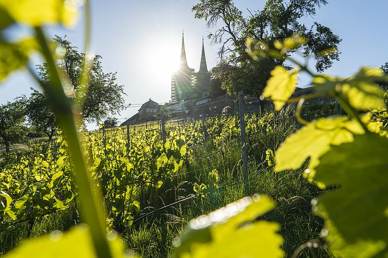 Die Reben am Weinberg mit Blick auf das Kloster St. Michael
