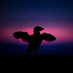 Glanzlichter der Naturfotografie: Morgengymnastik, Papageitaucher