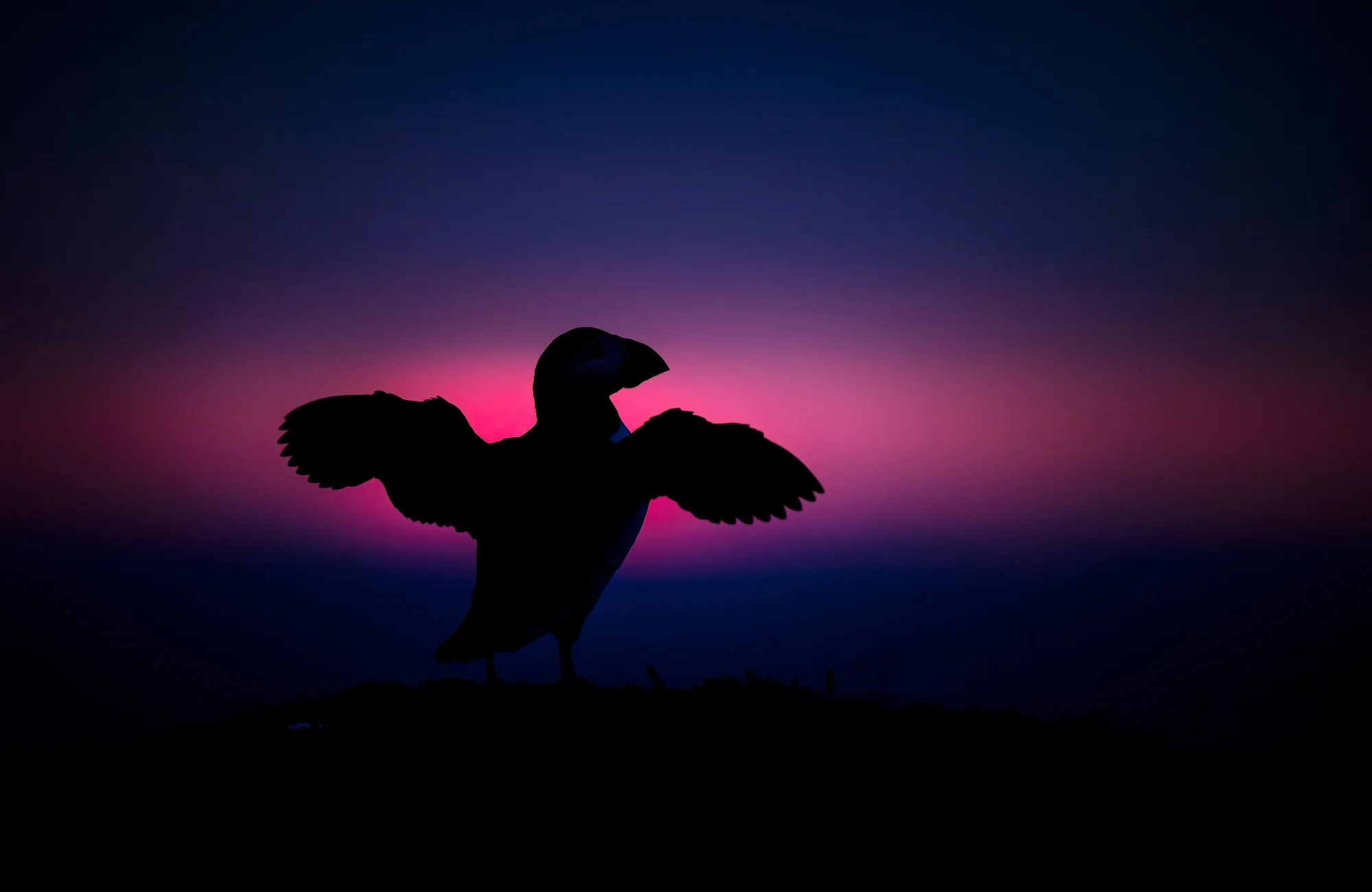 Glanzlichter der Naturfotografie: Morgengymnastik, Papageitaucher
