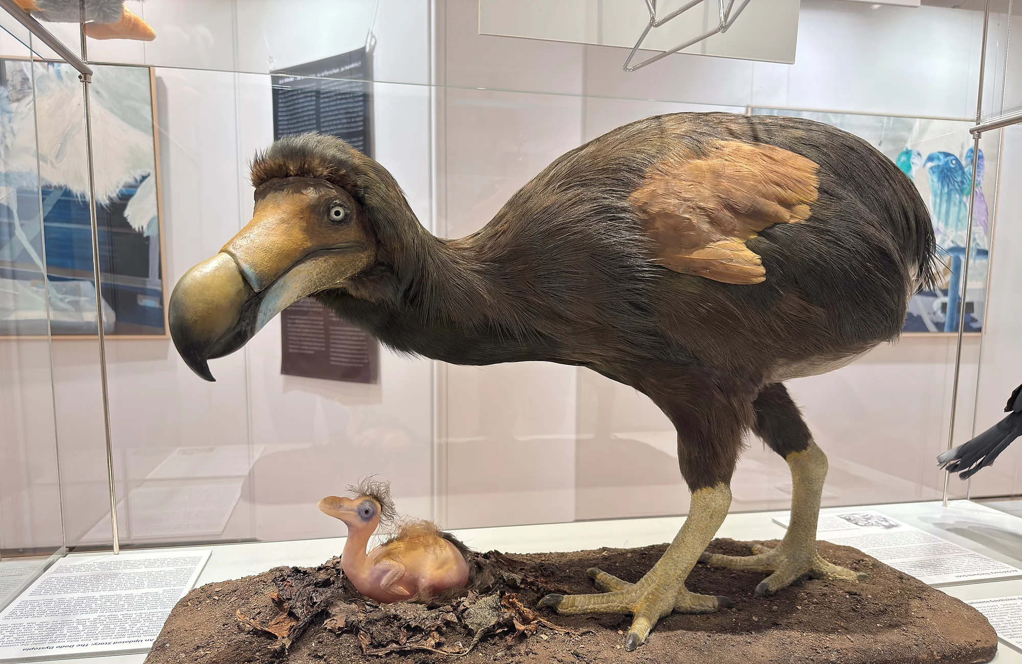 Das neue Dodo Modell des Naturkundemuseums Bamberg